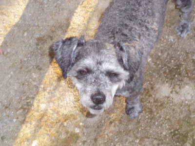 Χάθηκε ο Ρεξ