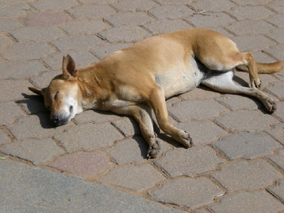 Της έβαλαν πρόστιμο γιατί έβγαλε τον σκύλο της στο πάρκο