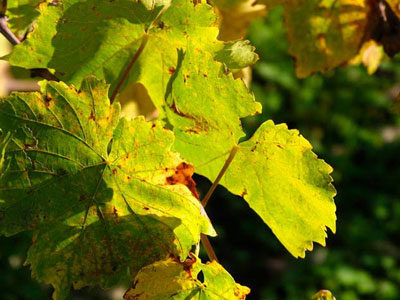 Αποζημίωση ζητούν οι καλλιεργητές σταφυλιού