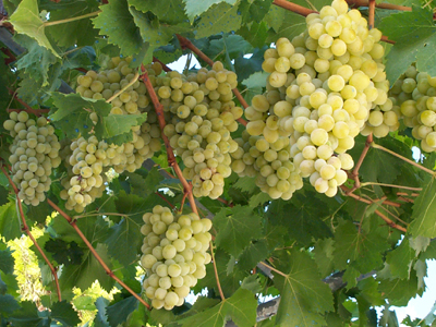 Ακατάλληλα σταφύλια και δαμάσκηνα δέσμευσαν οι υπηρεσίες της Νομαρχίας