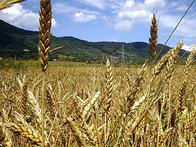 Σε υψηλότερα επίπεδα οι τιμές των τροφίμων στην Ιταλία