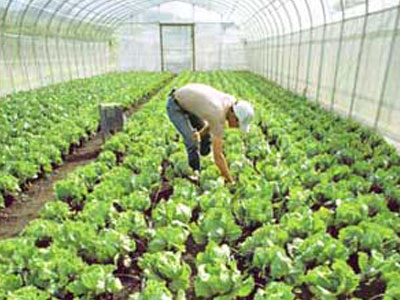 Ανεμοθύελλα προκάλεσε ζημιές σε θερμοκήπια στην Κρήτη