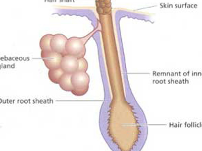 SEXUALITY: Τι να κάνω με τους θύλακες τριχών; SEXUALITY: Τι να κάνω με τους θύλακες τριχών;