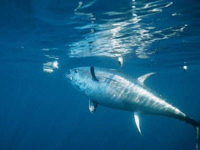 Συνεχίζεται το εμπόριο του ερυθρού τόνου