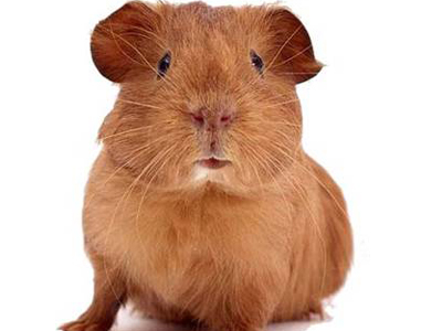 Η ανοησία δεν έχει όρια