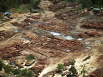 «Μάχες» στα δάση για την παράνομη υλοτομία