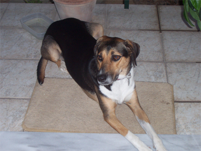 Αναζητείται η Κάλι