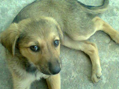 Χαρίζεται η καλόκαρδη Κίρκη