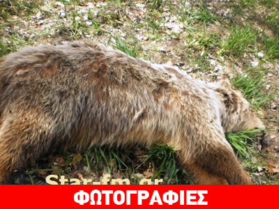 Νεκρές αρκούδες στα Γρεβενά
