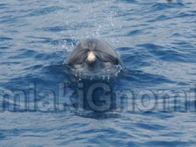 Επιχείρηση επανένταξης δελφινιού στο φυσικό του περιβάλλον