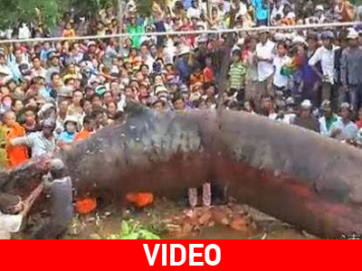 Ψάρι τέρας ξεβράστηκε στο Βιετνάμ