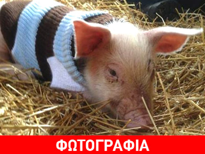 Ένα γουρούνι αλλάζει τη μοίρα του Ένα γουρούνι αλλάζει τη μοίρα του