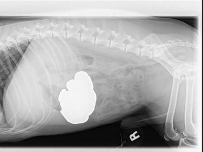 ΗΠΑ: Σκύλος έφαγε 111 κέρματα