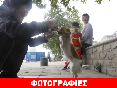 Σκύλος περπατάει στα δύο του πόδια