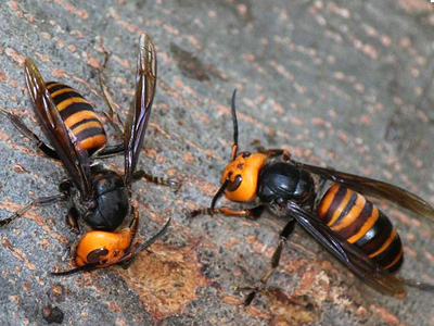 Κίνα: Δεκάδες νεκροί από σμήνη μελισσών δολοφόνων