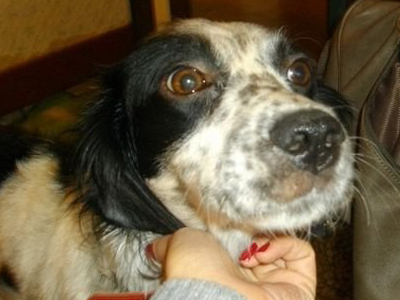 Χαρίζεται η παιχνιδιάρα Κλάρα