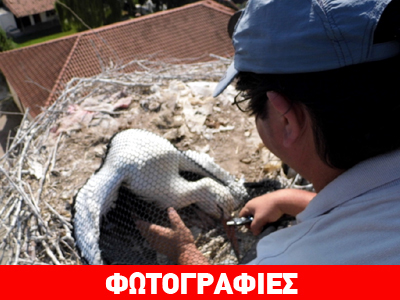 Νεαρός πελεκάνος παγιδεύτηκε σε καμπαναριό