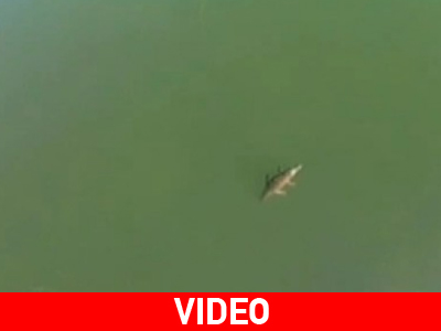 Εμφανίστηκε και πάλι ο κροκόδειλος του Ρεθύμνου Εμφανίστηκε και πάλι ο κροκόδειλος του Ρεθύμνου