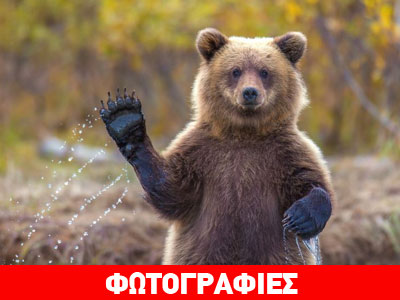 Αρκουδίτσα χαιρετά τον φωτογραφικό φακό