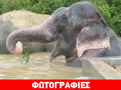 Ελέφαντας χαμογελάει μετά από μισό αιώνα