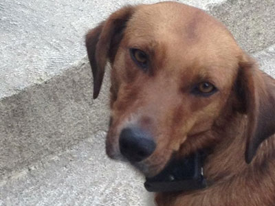 Συνελήφθη γιατί παραμέλησε τον σκύλο του