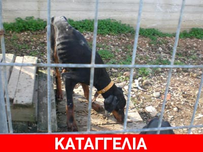 Σοκάρουν οι φωτογραφίες δύο σκελετωμένων σκυλιών