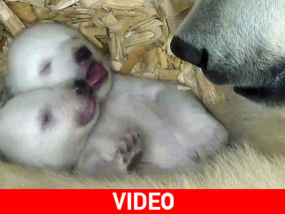 Νεογέννητα αρκουδάκια αντικρίζουν για πρώτη φορά τη μαμά τους