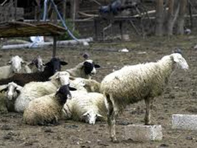 Κρήτη: Έσφαξαν πρόβατα αξίας 10.000 ευρώ Κρήτη: Έσφαξαν πρόβατα αξίας 10.000 ευρώ