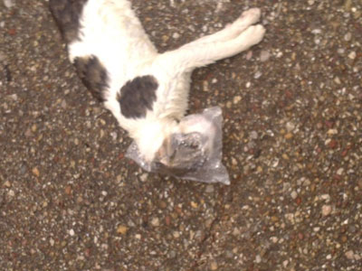 Μυρσίνη: Έπνιξαν γάτα με σακούλα