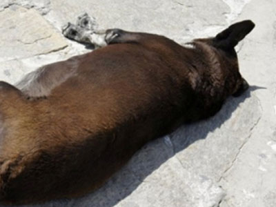 Τρίκαλα: Κατακρεούργησαν σκύλο