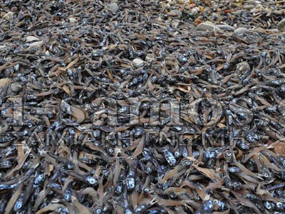 Καμία μέριμνα για τα νεκρά ψάρια στη Σάμο