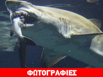 Ο μεγάλος καρχαρίας τρώει τον μικρό