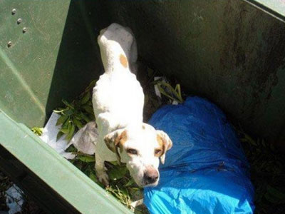 Πάτρα: Απορριμματοφόρο πολτοποίησε σκυλί