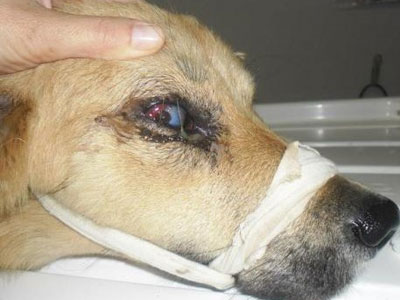 Ναύπακτος: Πυροβόλησαν σκύλο στο κεφάλι