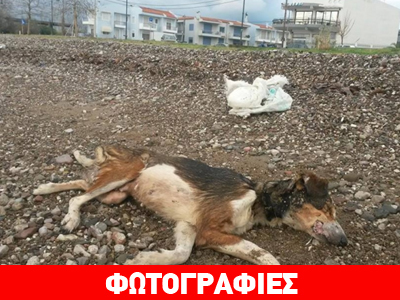 Ναύπακτος: Πέταξαν σακούλα με σκυλί στην θάλασσα