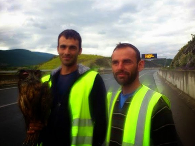 Αυτοκίνητο παρέσυρε και τραυμάτισε μπούφο στην Εγνατία