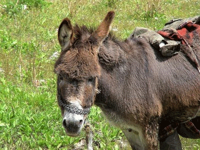 Κατέσχεσαν γαϊδούρι στη Ρόδο λόγω κακομεταχείρισης
