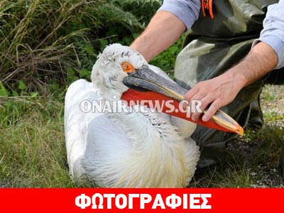 Μεσολόγγι: Επιχείρηση διάσωσης τραυματισμένου αργυροπελεκάνου