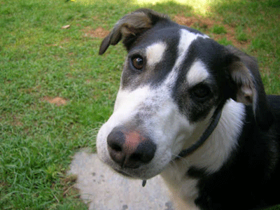 Σέρρες: Πρόστιμο 30.000 ευρώ γιατί βασάνισε και σκότωσε σκύλο
