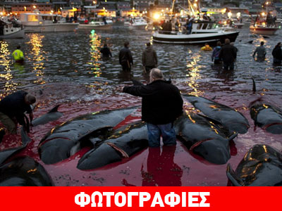 Η θάλασσα «βάφτηκε» κόκκινη κατά ετήσια σφαγή φαλαινών