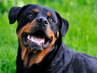 Ροτβάιλερ απέκτησε εκλογικό βιβλιάριο για τις ευρωεκλογές