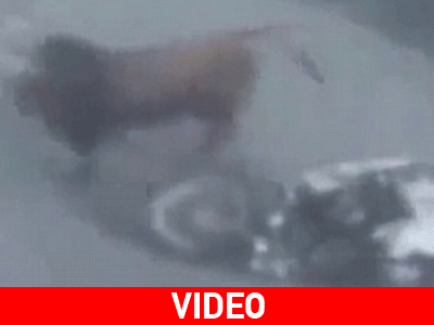 Ταύρος έπεσε τρέχοντας πάνω σε μοτοσικλετιστή σε αυτοκινητόδρομο