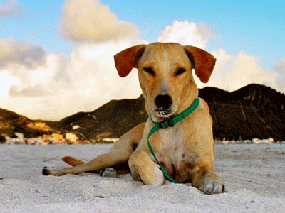 Αγρίνιο: Σκότωσε σκύλο και τραυμάτισε τον ιδιοκτήτη του