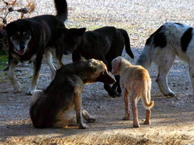 Έριξαν φόλες σε σκυλιά στον Πετεινό Ξάνθης