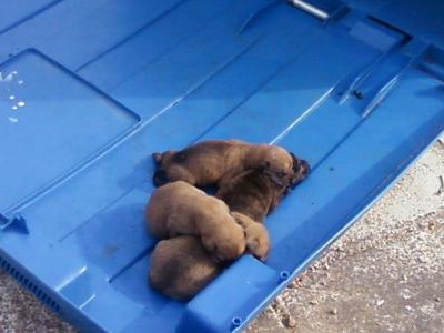 Βόλος: Ασυνείδητοι πετούν κουτάβια σε κάδους!