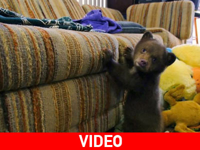 Το αξιολάτρευτο ορφανό αρκουδάκι