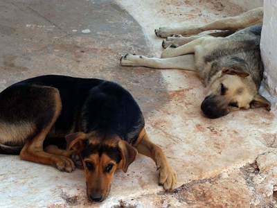 Καλαμάτα: Παράπονα για τα αδέσποτα