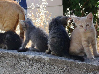 Έκλεβε, για να ταΐζει γάτες