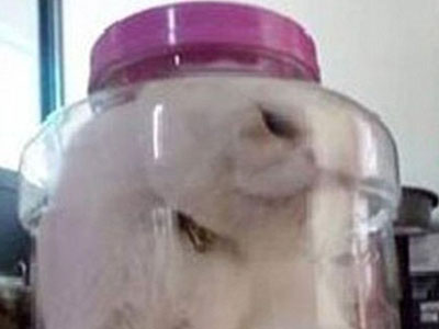 Έβαλε τη γάτα του σε μπουκάλι για να την τιμωρήσει!