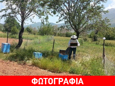 Επιδρομή αρκούδας σε μελίσσια στην Κοζάνη